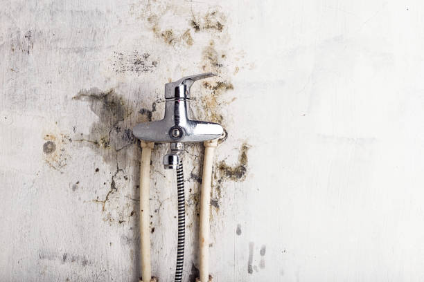 Office Mold Removal Services in Wake Forest, NC