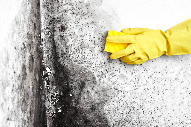 Best Mold Testing  in Wake Forest, NC