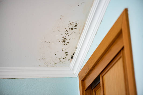 Best Attic Mold Removal  in Wake Forest, NC