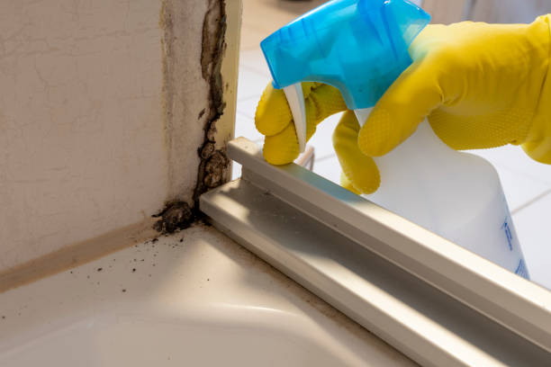 Best Certified Mold Removal  in Wake Forest, NC