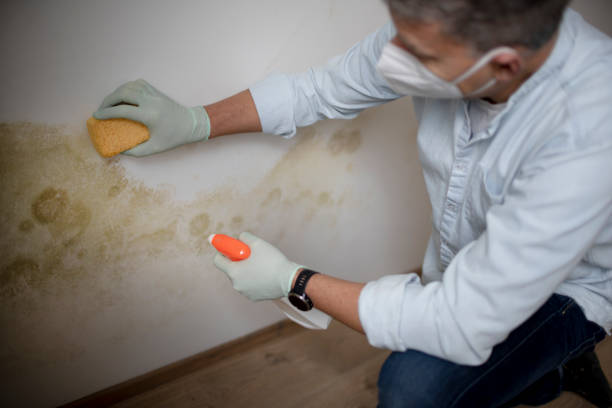 Best Toxic Mold Removal  in Wake Forest, NC