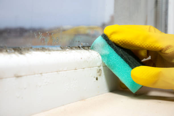 Best Local Mold Removal Service  in Wake Forest, NC