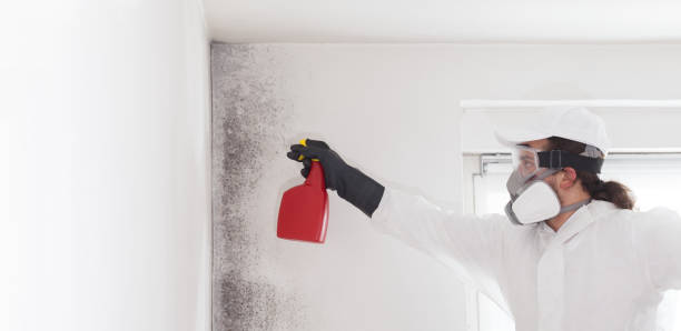 Professional Mold Removal in Wake Forest, NC