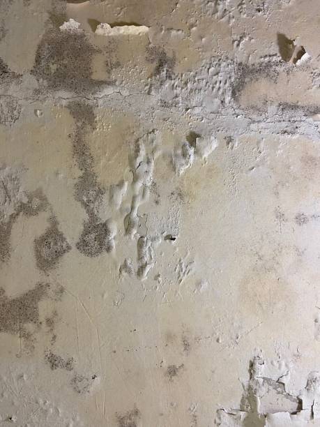 Certified Mold Removal in Wake Forest, NC